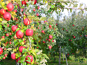 空家管理活用センター 家屋内部管理